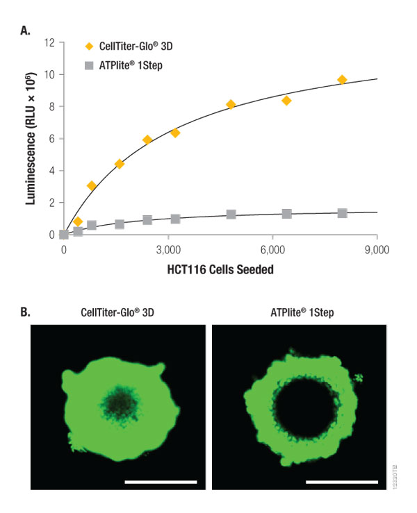 CellTiterGlo® 3D A Cell Viability Assay Validated for 3D Microtissue