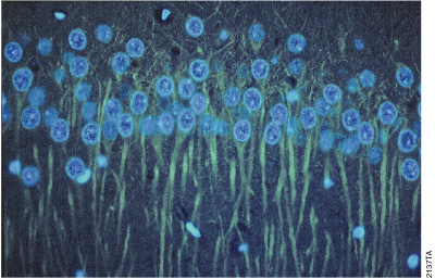 Immunostaining for βIII tubulin in rat cerebellum using Anti-βIII Tubulin mAb.