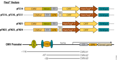The HaloTag® 7 Flexi® Mammalian Vectors