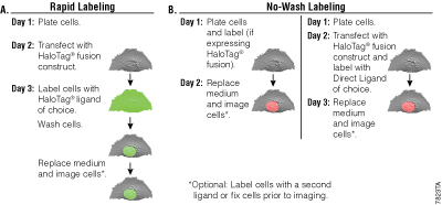 Live-cell labeling with the HaloTag® Technology.