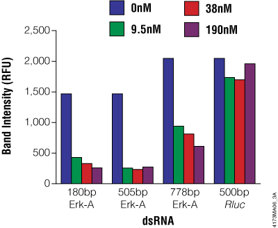 Effect of Erk-A dsRNA length and concentration of Erk-A protein levels in S2 cells.