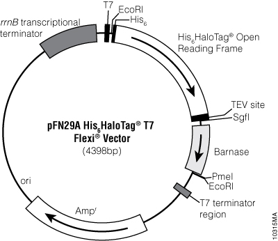 pFN29A His6HaloTag® T7 Flexi® Vector