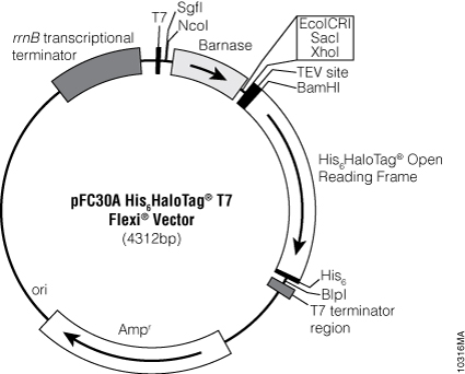 pFC30A His6HaloTag® T7 Flexi® Vector 