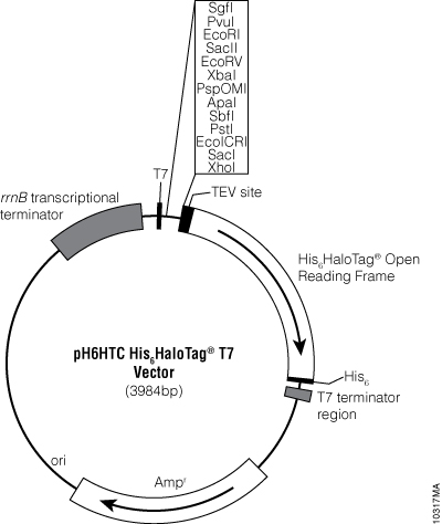 pH6HTC His6HaloTag® T7 Vector 