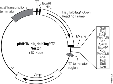 pH6HTN His6HaloTag® T7 Vector