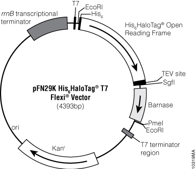 pFN29K His6HaloTag® T7 Flexi® Vector 