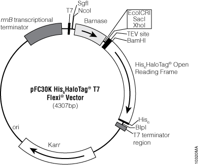 pFC30K His6HaloTag® T7 Flexi® Vector 