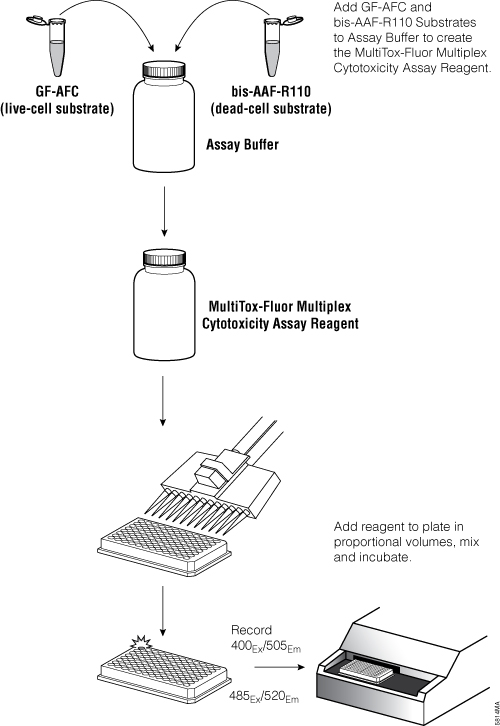 Overview of the MultiTox-Fluor Multiplex Cytotoxicity Assay protocol.