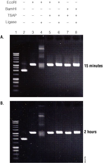 Alkaline+phosphatase+gel