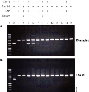 Alkaline+phosphatase+gel