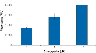 Staurosporine-induced apoptosis of NIH/3T3 cells.