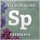 signalingPathways