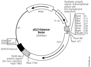 pGL3 Luciferase Reporter Vectors