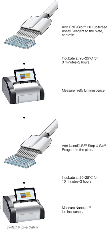 Nano-Glo® Dual-Luciferase® Reporter Assay System