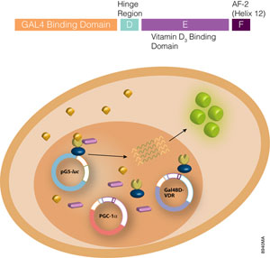Steroid hormone receptor binding domain