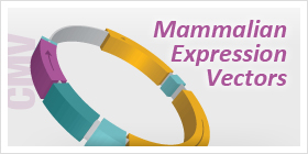 Mammalian Expression Vectors