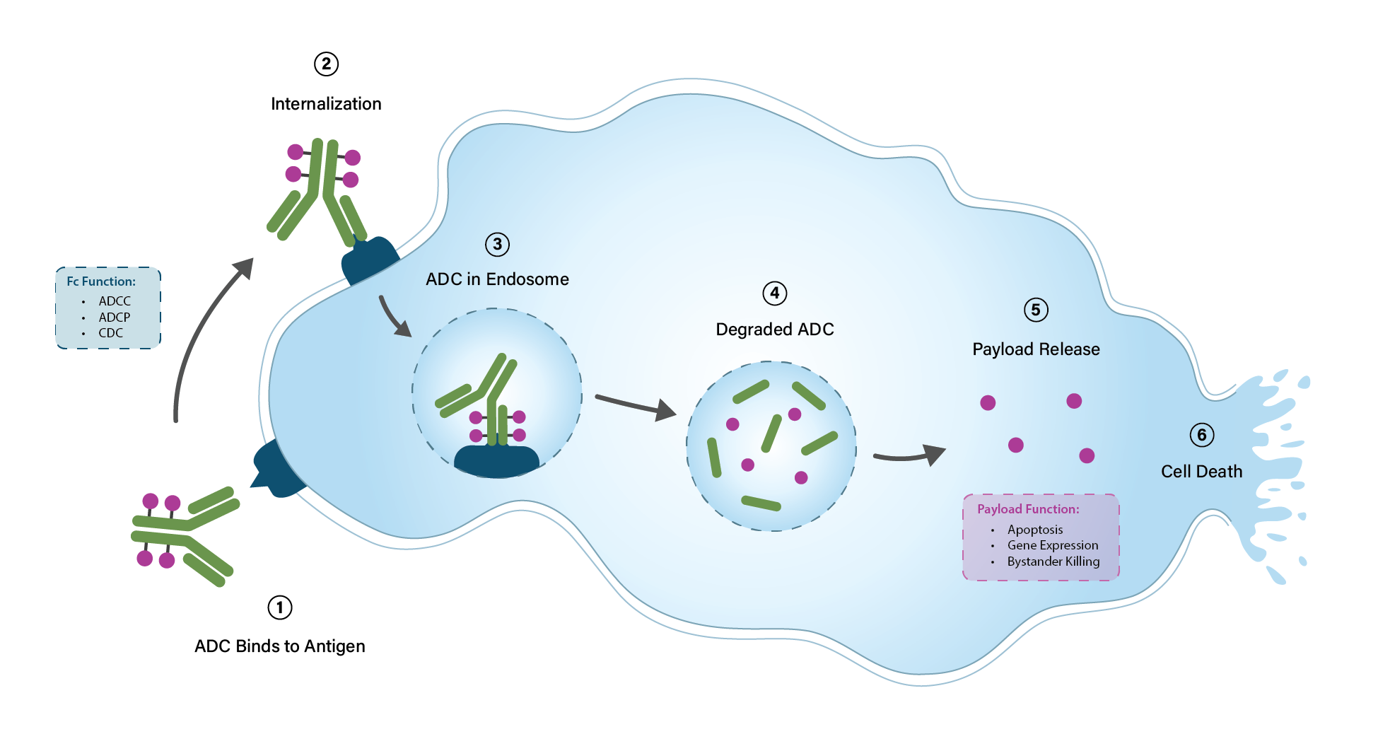 Antibody-drug conjugate mechanism of action
