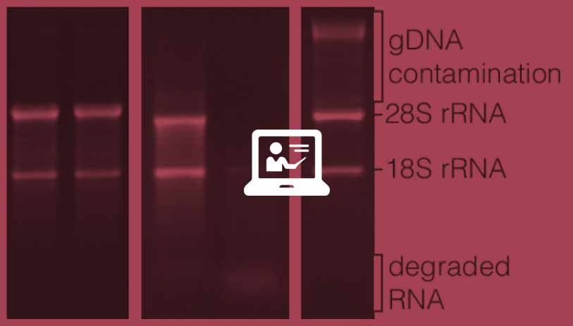 alterations-workingwith-rna-2