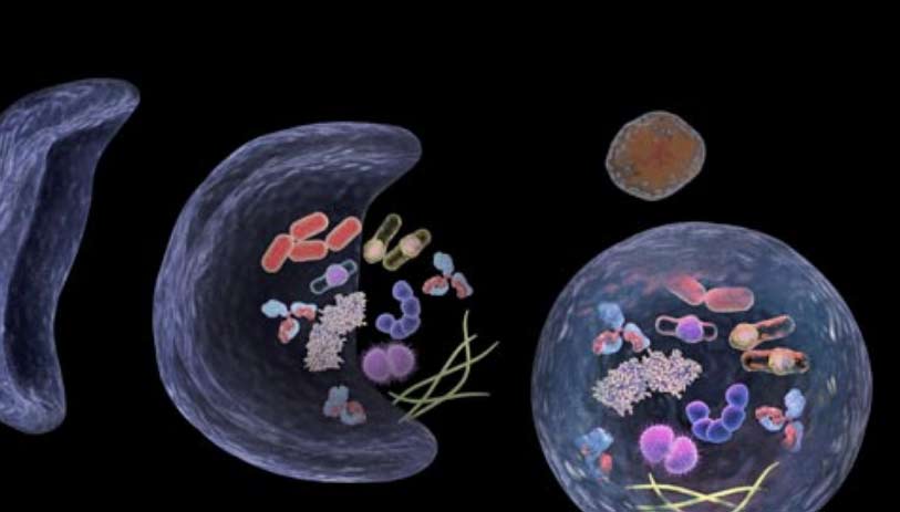 autophagy lc3 hibit reporter assay
