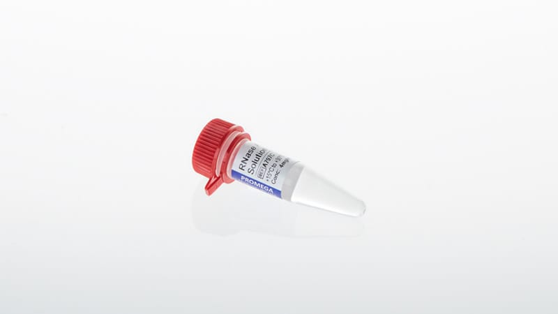 RNase A Solution 1ml