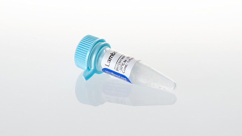 Lambda DNA