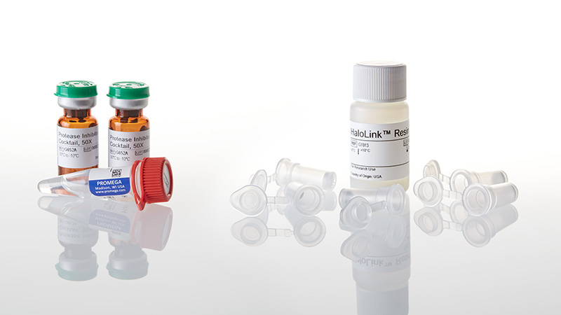 G6790_HaloTag-Mammalian-Protein-Purification