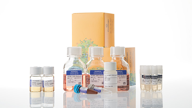 Raji (LDH-HiBiT) TCK Bioassays