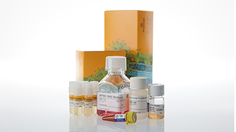 IL-2Rβγ Bioassay