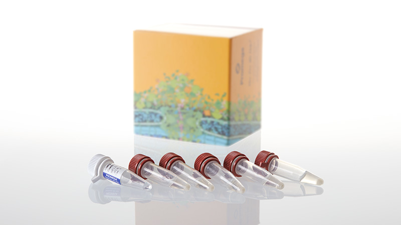 L2011_HB101 Competent Cells_3