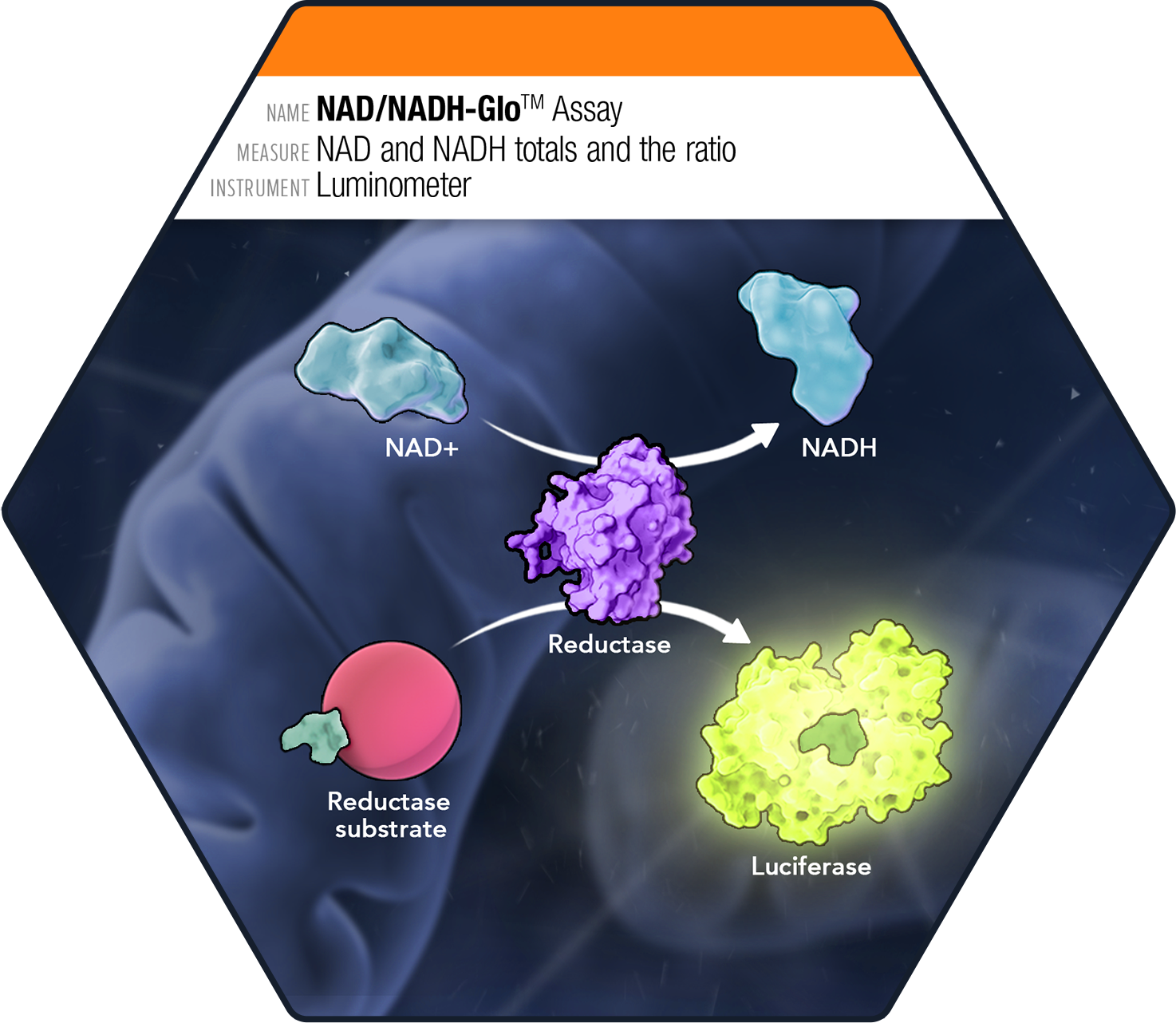 access medical labs glutathione test Cell Health Assays