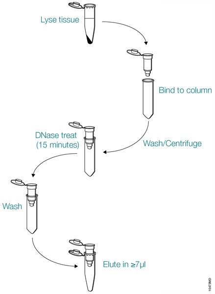Purify_RNA_Samples_439x600