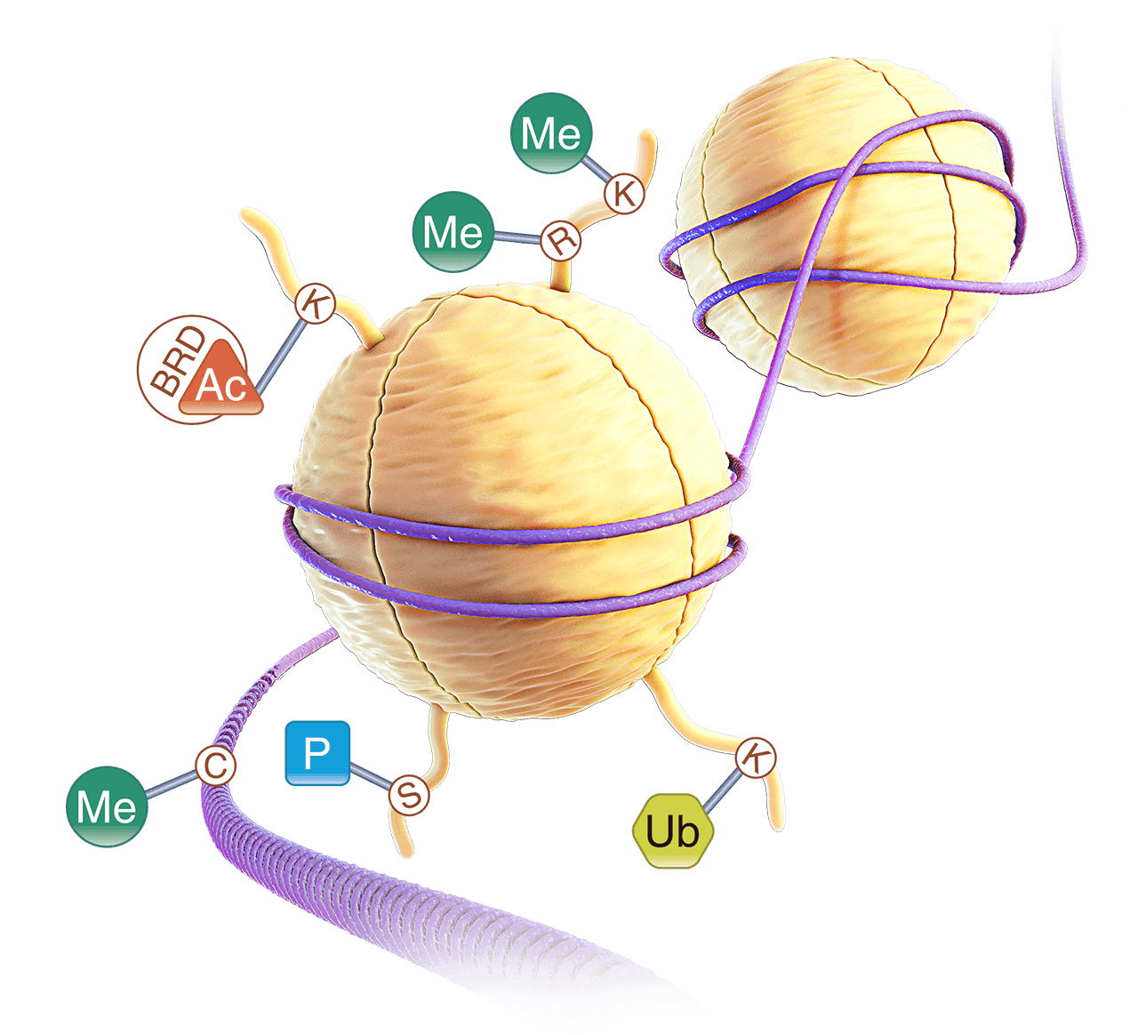 32463455-3D-Histones2