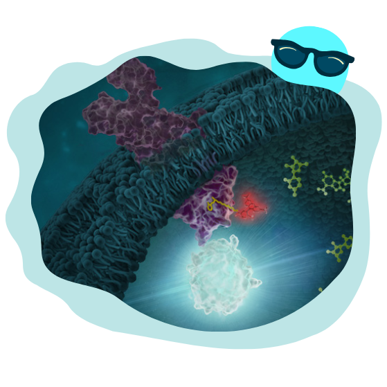 Targeted Protein Degradation and NanoLuc