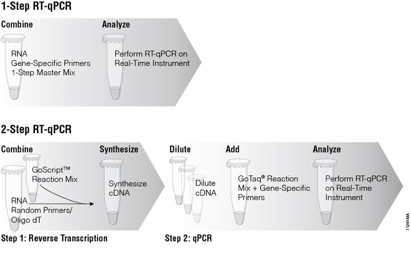 qPCR and RTqPCR Probe and Dye Systems
