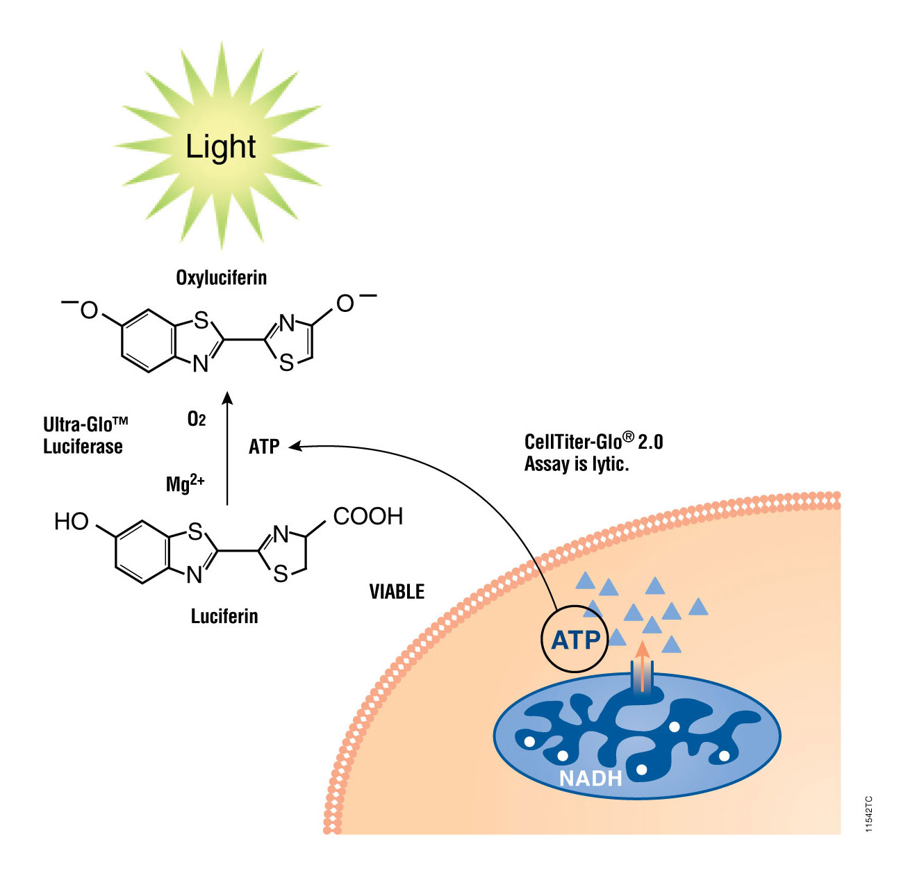 CellTiterGlo® 2.0 A Luminescent Cell Viability Assay for Fast, Easy