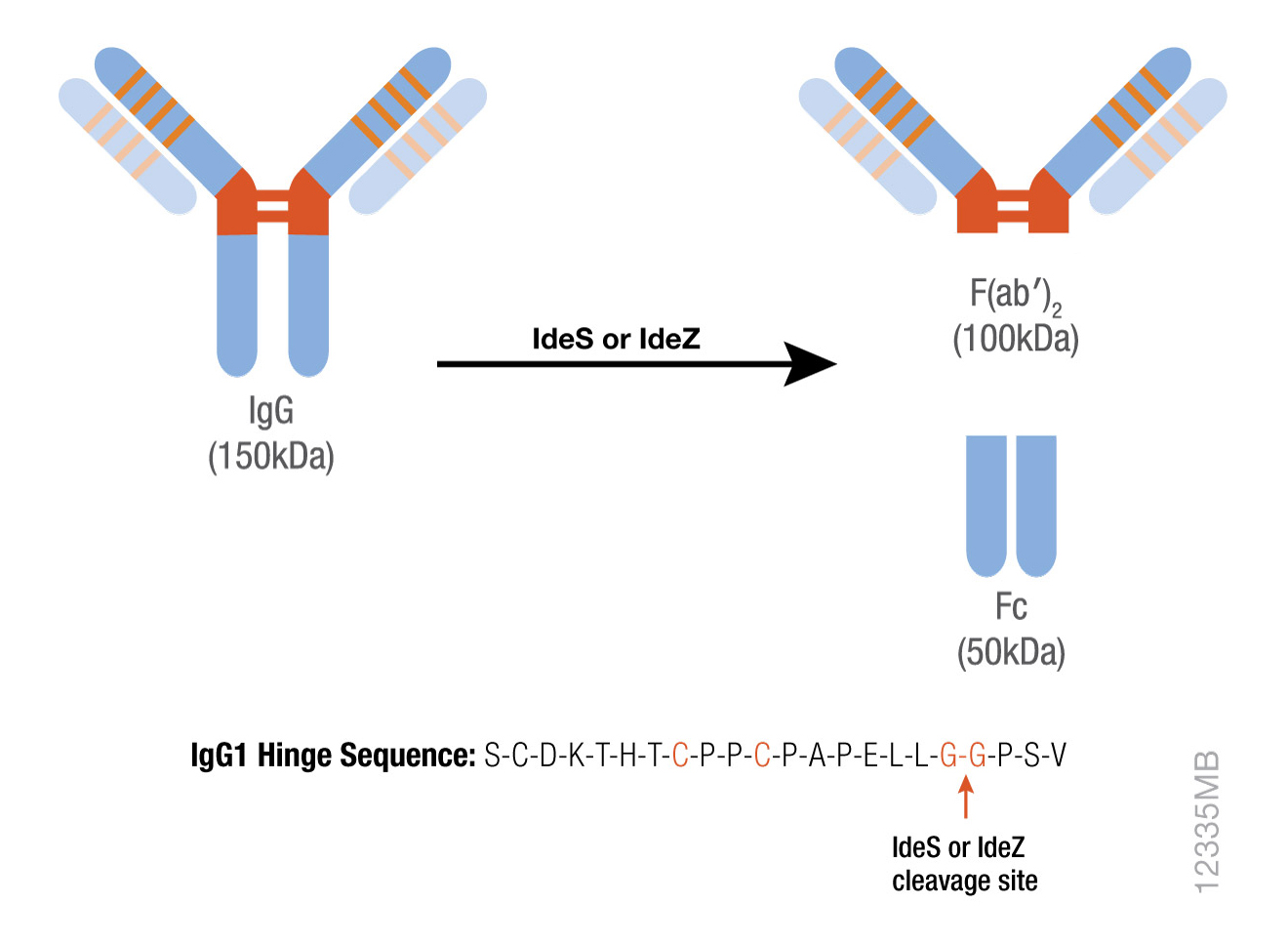 ides-protease-and-idez-protease-antibody-fragmentation-and