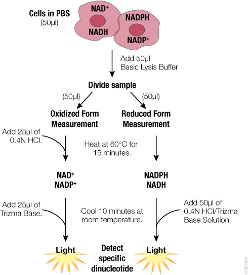 Schematic of the sample preparation protocol for measuring individual dinucleotides using the NAD(P)/NAD(P)H-Glo™ Assay Systems.