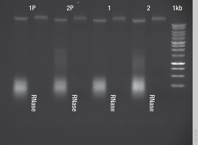 PureFood Kit Eluates
