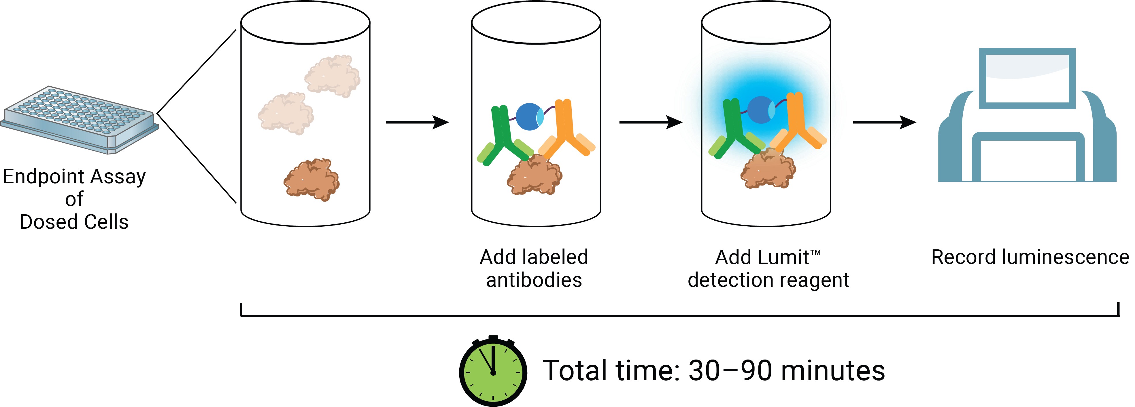 Lumit® IL-8 (Human) Immunoassay workflow.