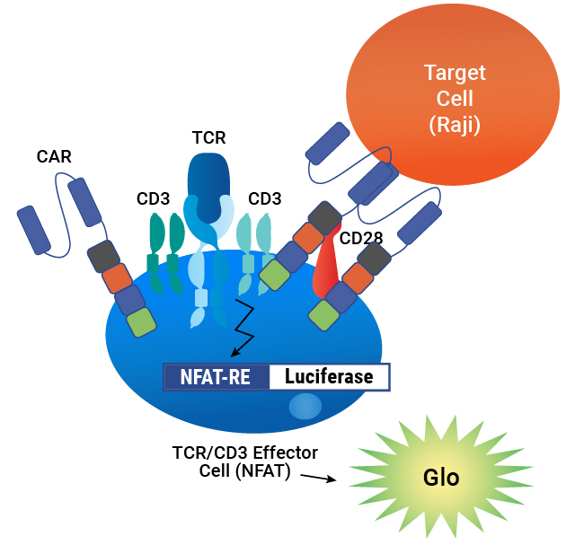 Lenti-CAR potency testing