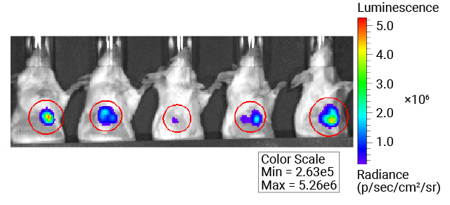 Nano-Glo® Fluorofurimazine In Vivo Substrate (FFz)