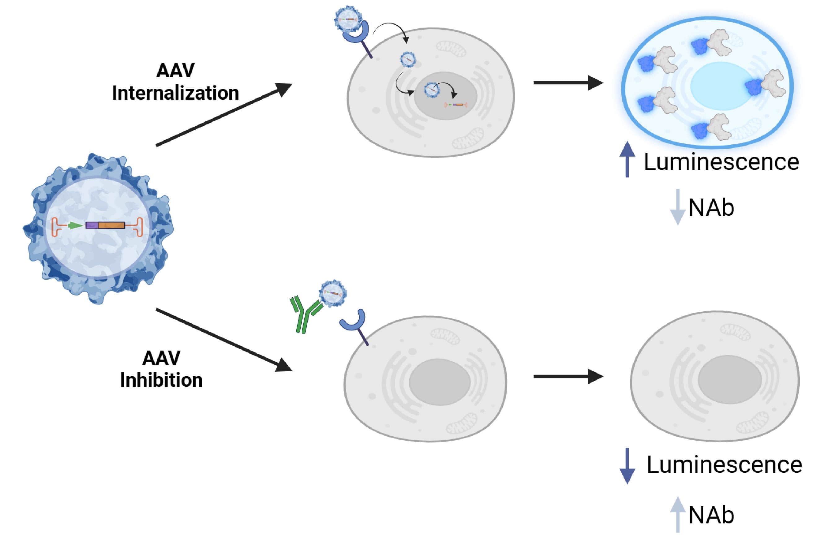 Illustration depicting the AAV-NanoLuc® Transduction Inhibition Assay principle.