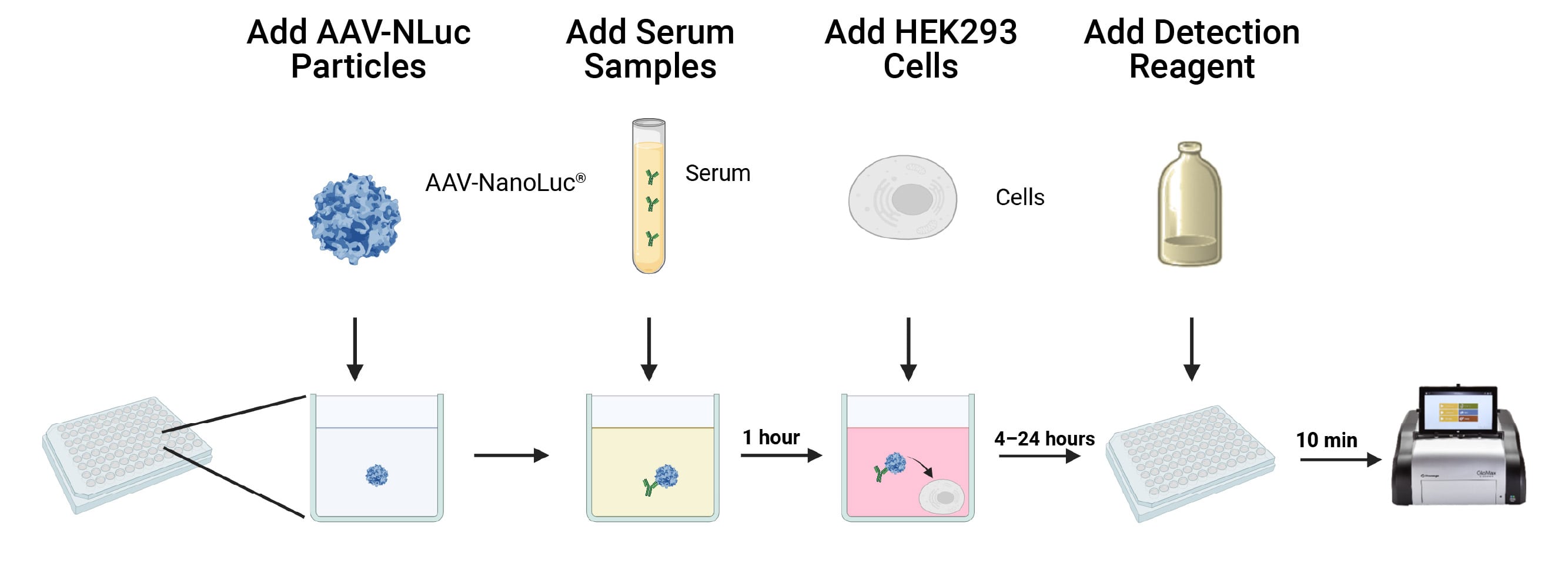 Illustration depicting the AAV-NanoLuc® Transduction Inhibition Assay workflow.