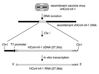 Schematic representation of the preparation of vaccinia virus vHCoV-inf-1-derived template DNA and in vitro transcript.