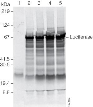 In vitro transcription/translation of uncut or linear T7 Control DNA.