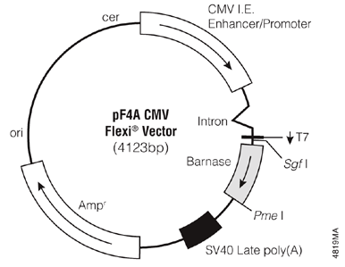 Rapid file transfer Rapid file transfer