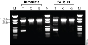 Comparison of PCR products when reactions are cycled immediately after assembly or left at room temperature for 24 hours before cycling.