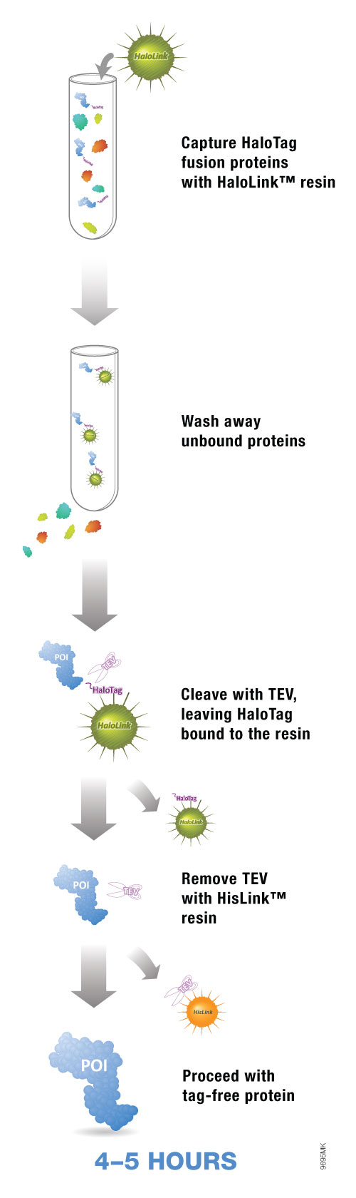 Protein Purification from E. coli Higher Yields of TagFree Protein