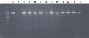 PCR amplification of bacterial genomic DNA from various soil bacteria, using manual protocol #2.