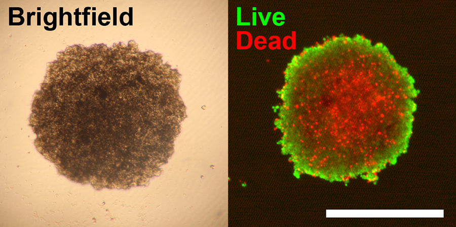 Luminescent Viability Assays in Magnetically Bioprinted 3D Cultures